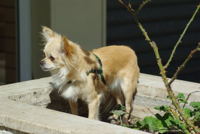 Photo de Chihuahua  poil long