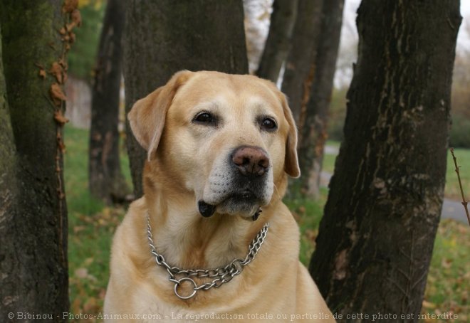 Photo de Labrador retriever