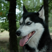 Photo de Husky siberien