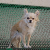 Photo de Chihuahua  poil long