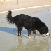 Photo de Bouvier bernois