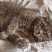 Photo de Scottish fold