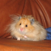 Photo de Hamster