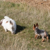 Photo de Races diffrentes