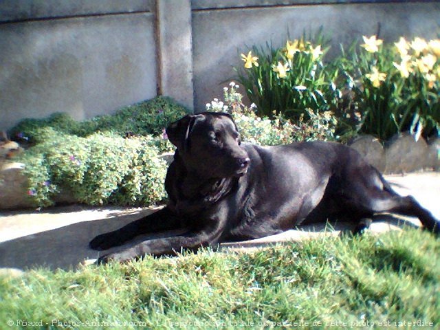 Photo de Labrador retriever