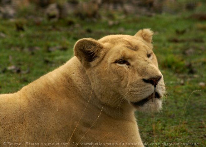 Photo de Lion