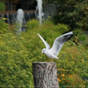 Photo de Mouette