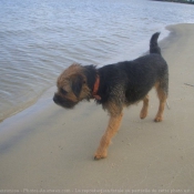 Photo de Border terrier