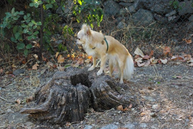 Photo de Chihuahua  poil long