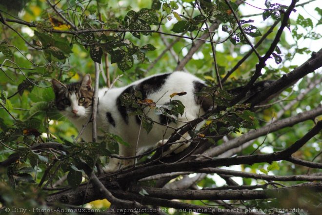 Photo de Chat domestique