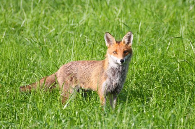 Photo de Renard