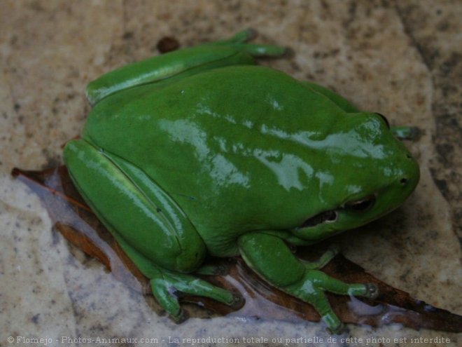 Photo de Grenouille - rainette