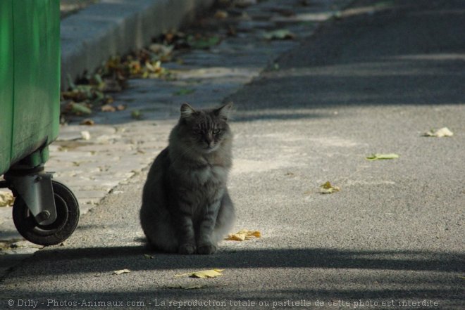 Photo de Chat domestique