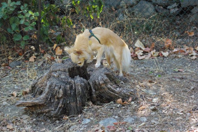 Photo de Chihuahua  poil long