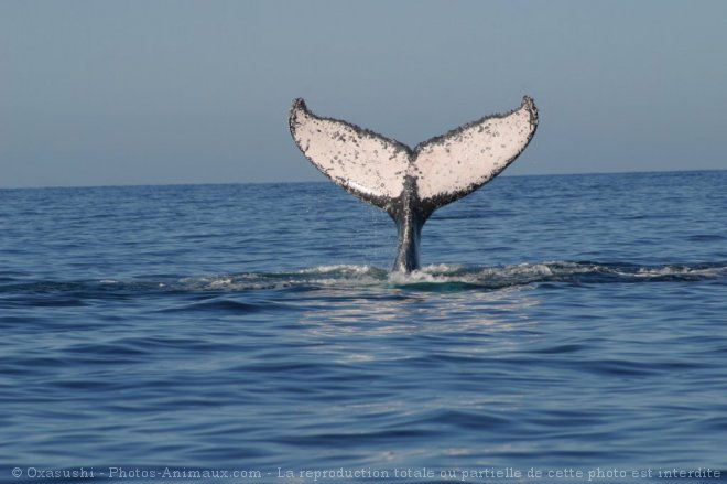 Photo de Baleine