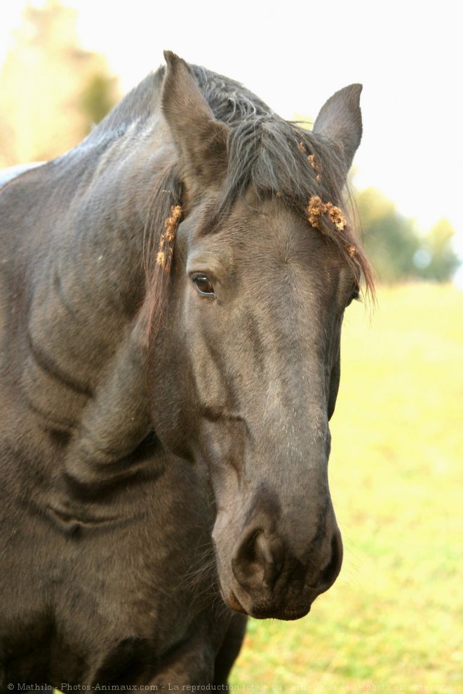 Photo de Percheron