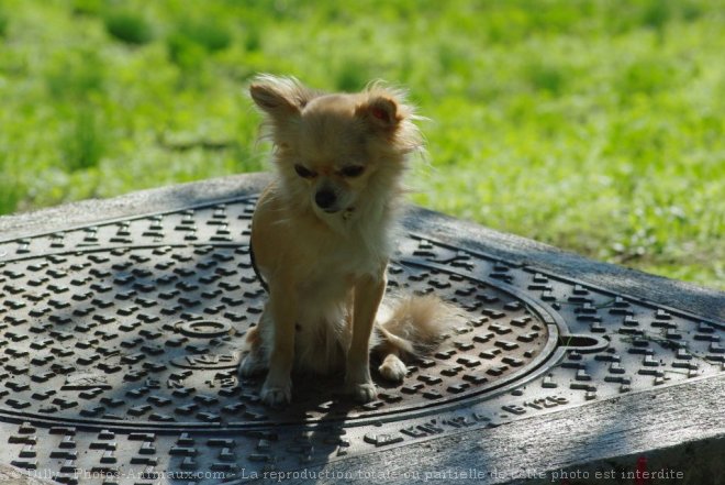 Photo de Chihuahua  poil long