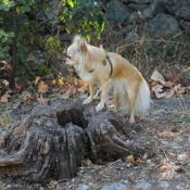 Photo de Chihuahua  poil long