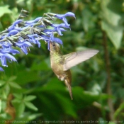 Photo de Colibri