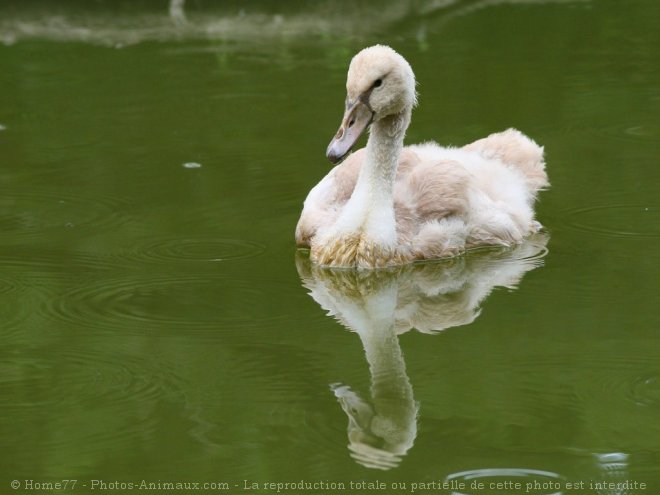 Photo de Cygne