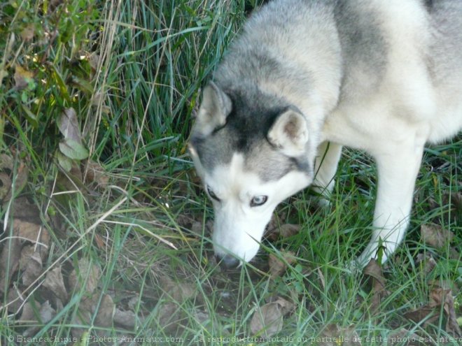 Photo de Husky siberien