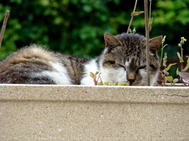 Photo de Chat domestique