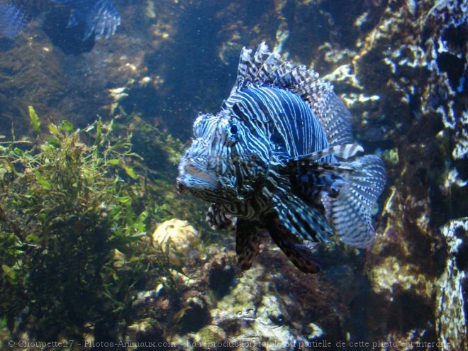 Photo de Poissons exotiques