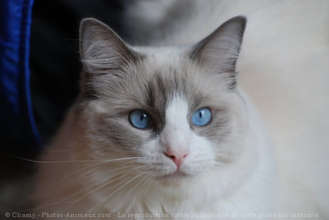 Photo de Ragdoll