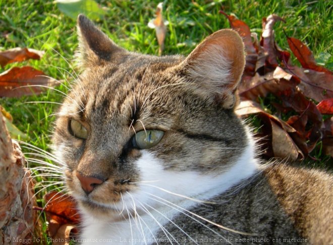 Photo de Chat domestique