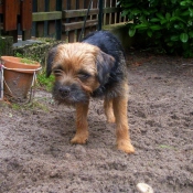 Photo de Border terrier