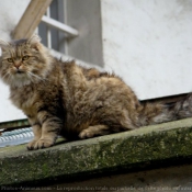 Photo de Chat domestique