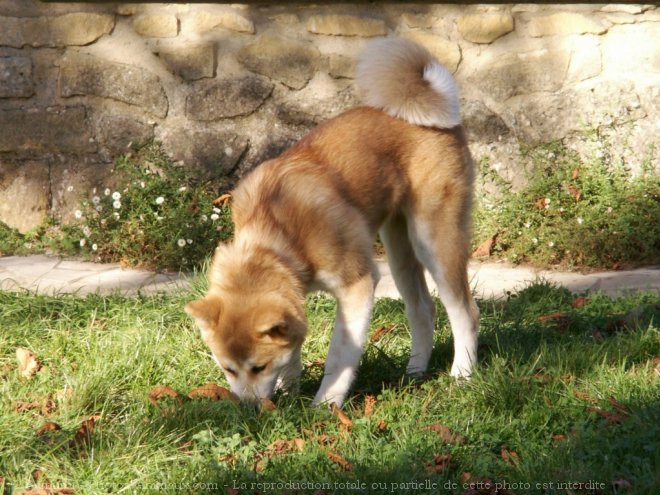 Photo d'Akita inu