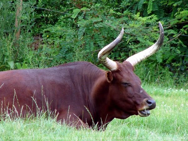 Photo de Watusi