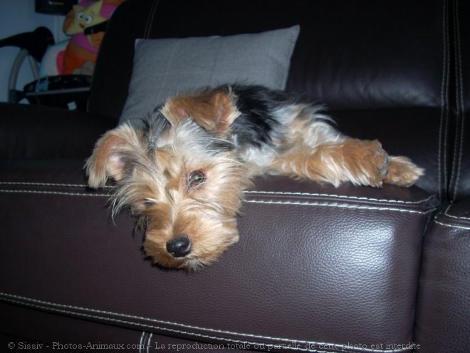 Photo de Yorkshire terrier