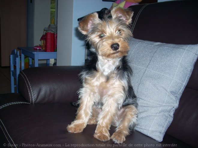 Photo de Yorkshire terrier