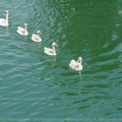 Photo de Cygne