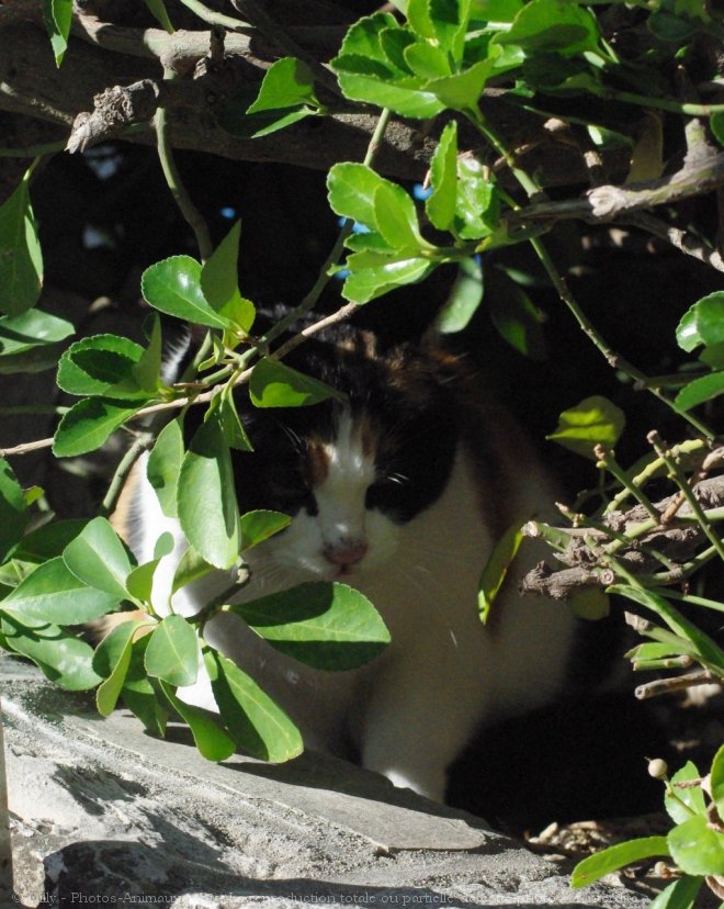 Photo de Chat domestique