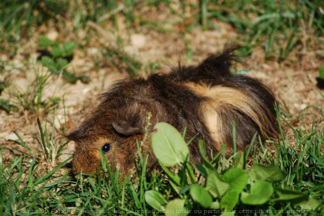 Photo de Cochon d'inde - pruvien