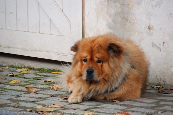 Photo de Chow chow