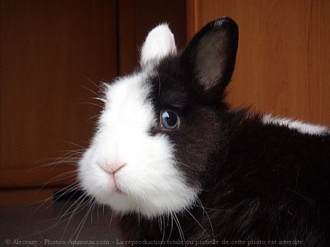 Photo de Lapin