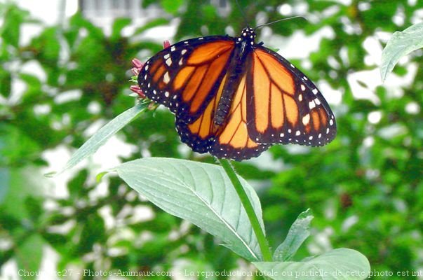 Photo de Papillon