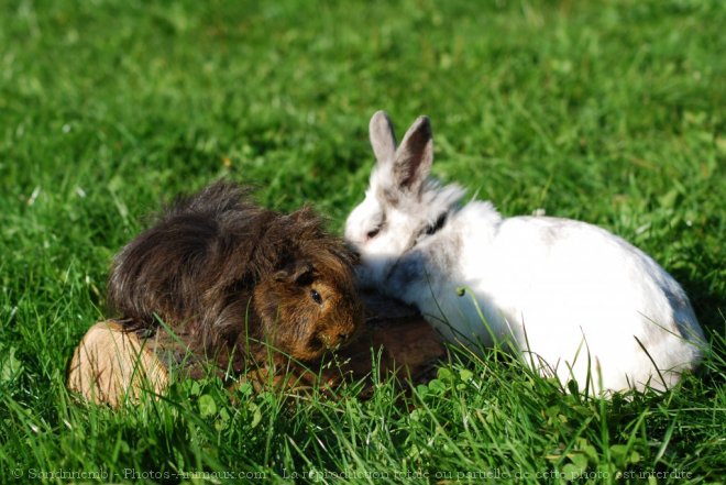 Photo de Races diffrentes