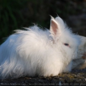 Photo de Lapin