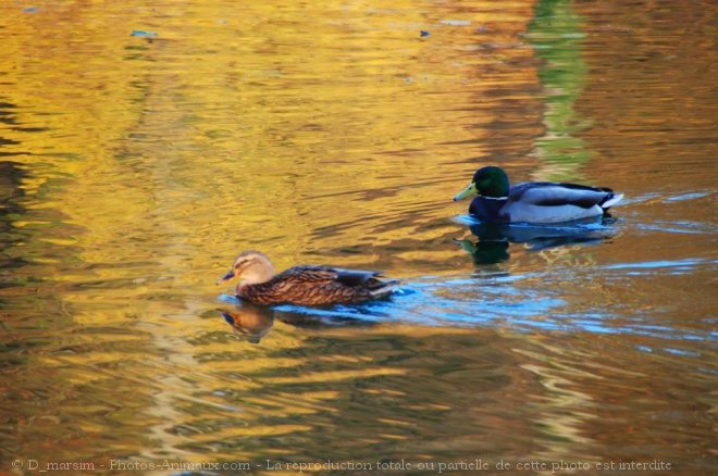 Photo de Canard