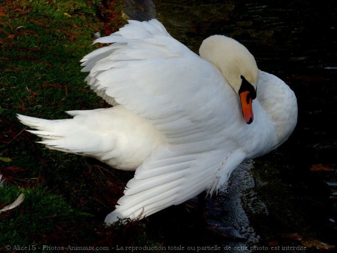 Photo de Cygne