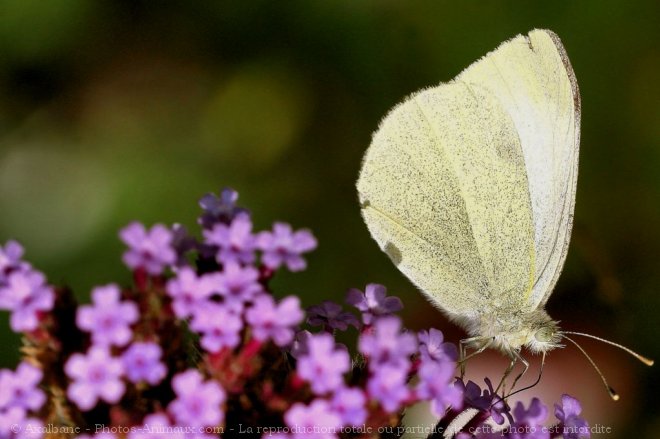 Photo de Papillon