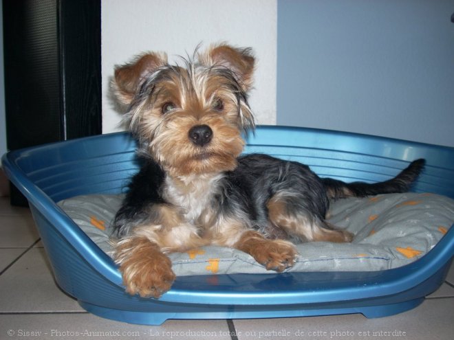 Photo de Yorkshire terrier