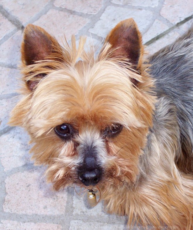 Photo de Yorkshire terrier