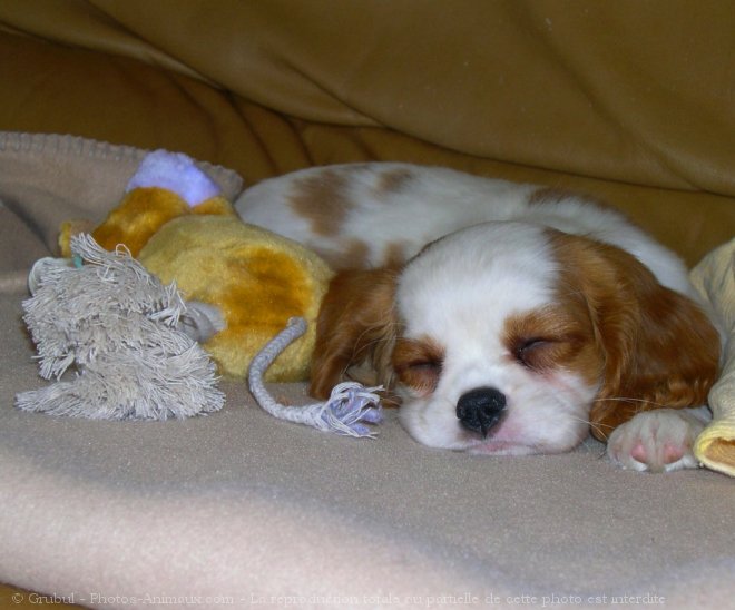 Photo de Cavalier king charles spaniel