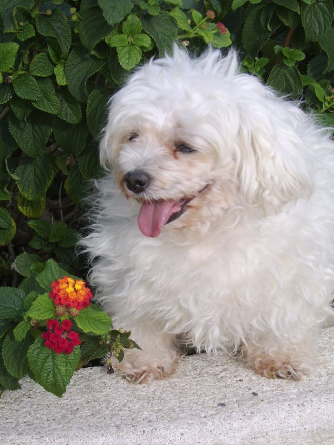 Photo de Bichon maltais